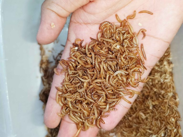 Small Worm/ Buffalo Worm ( বাফেলো বা স্মল ওয়ার্ম )