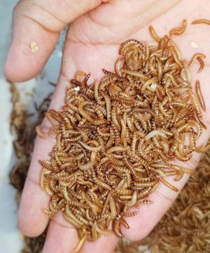 Small Worm/ Buffalo Worm ( বাফেলো বা স্মল ওয়ার্ম )