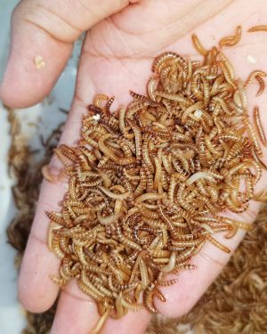 Small Worm/ Buffalo Worm ( বাফেলো বা স্মল ওয়ার্ম )