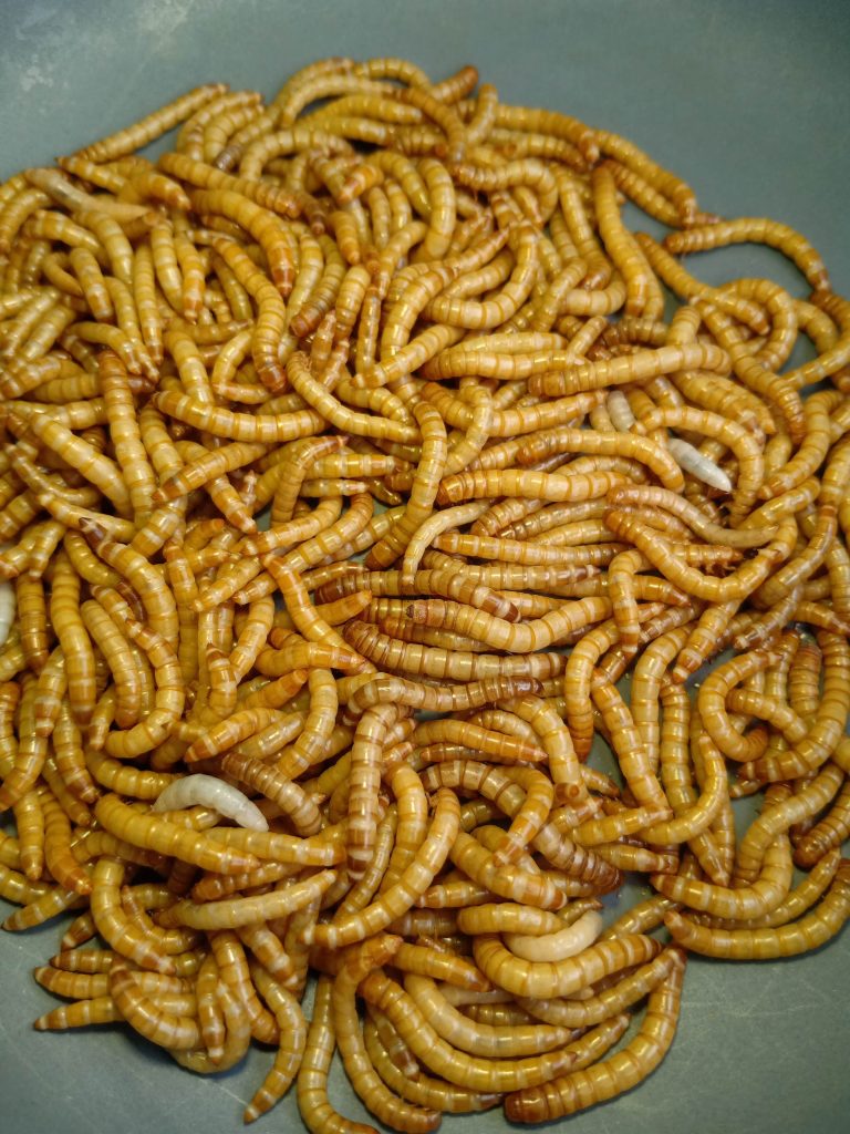 Giant-MealWorm ( জায়েন্ট মিলওয়ার্ম ) - Image 3