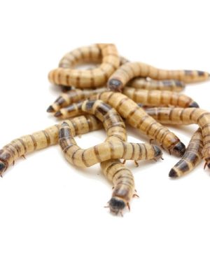 Super-Worm ( বিটল পোকা )