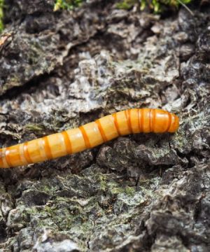 Giant-MealWorm ( জায়েন্ট মিলওয়ার্ম )