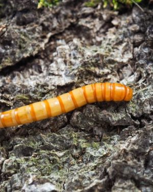 Giant-MealWorm ( জায়েন্ট মিলওয়ার্ম )
