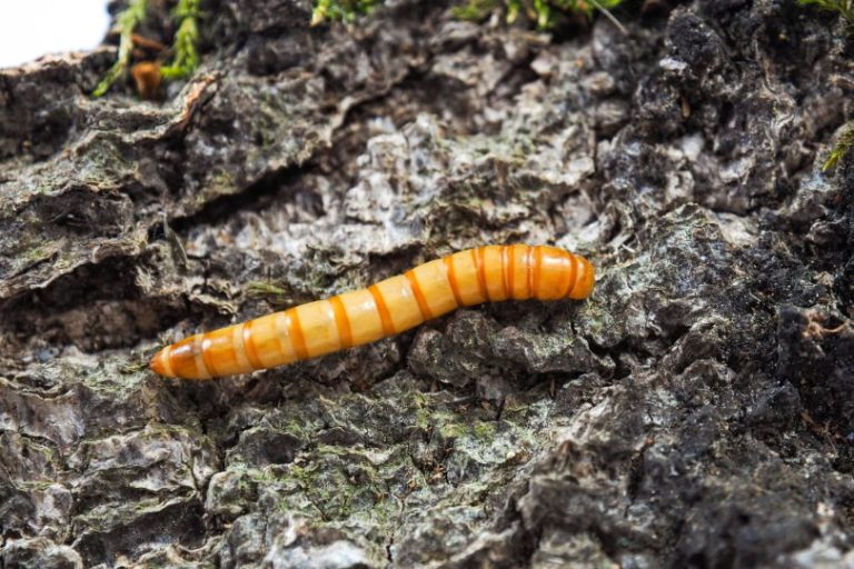 Giant-MealWorm ( জায়েন্ট মিলওয়ার্ম )