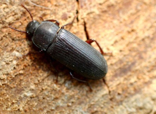 Giant Beetle ( জায়েন্ট বিটল ) - Image 2