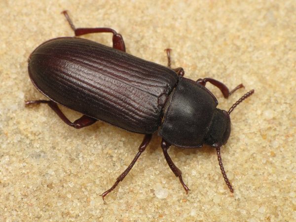 Giant Beetle ( জায়েন্ট বিটল ) - Image 4