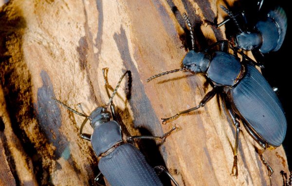 Super Beetle ( সুপার বিটল ) - Image 3