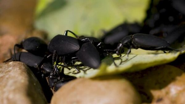 Super Beetle ( সুপার বিটল ) - Image 2