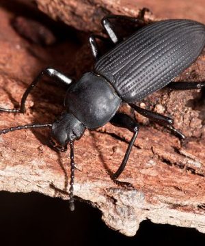 Super Beetle ( সুপার বিটল )