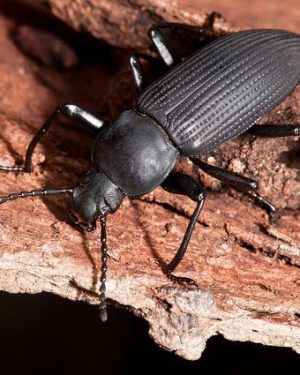 Super Beetle ( সুপার বিটল )