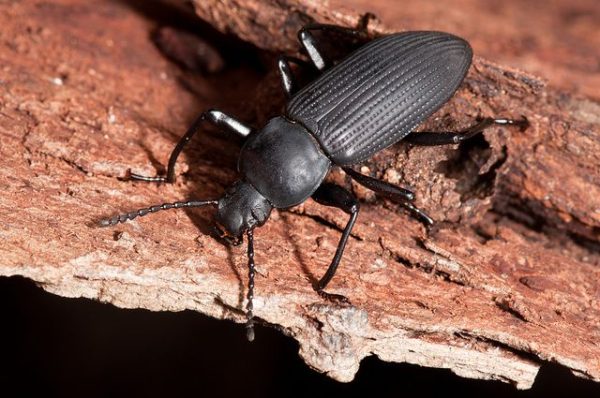 Super Beetle ( সুপার বিটল )