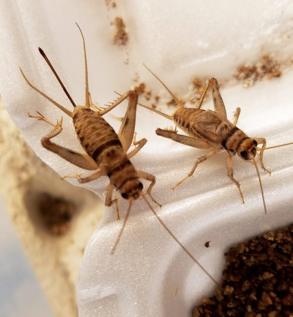 House Cricket ( হাউজ ক্রিকেট ) - Image 6