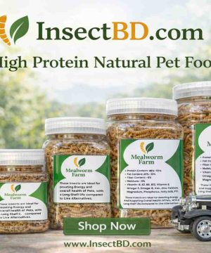 Dried Mealworm
