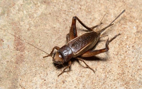 Australian Cricket ( অস্ট্রেলিয়ান ক্রিকেট ) - Image 3