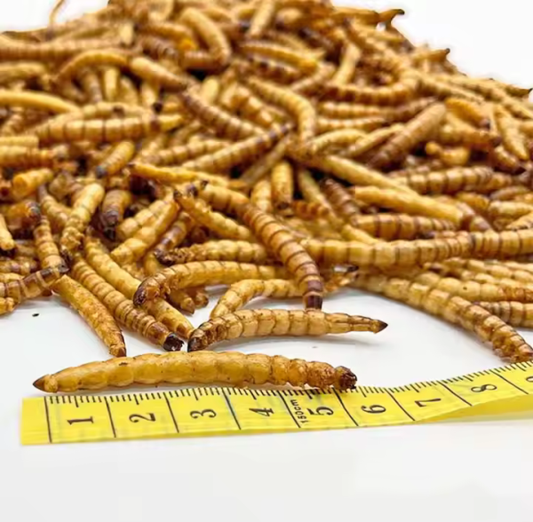 Dried Superworm ( ড্রাই সুপারওয়ার্ম ) - Image 3