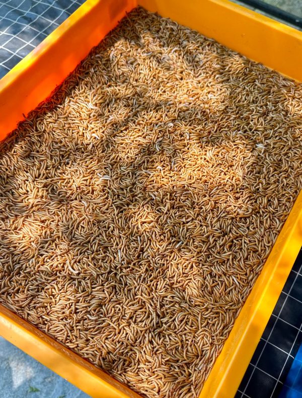 Giant-MealWorm ( জায়েন্ট মিলওয়ার্ম ) - Image 4