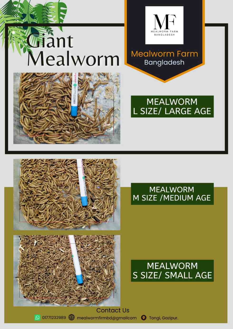 Giant-MealWorm ( জায়েন্ট মিলওয়ার্ম ) - Image 2