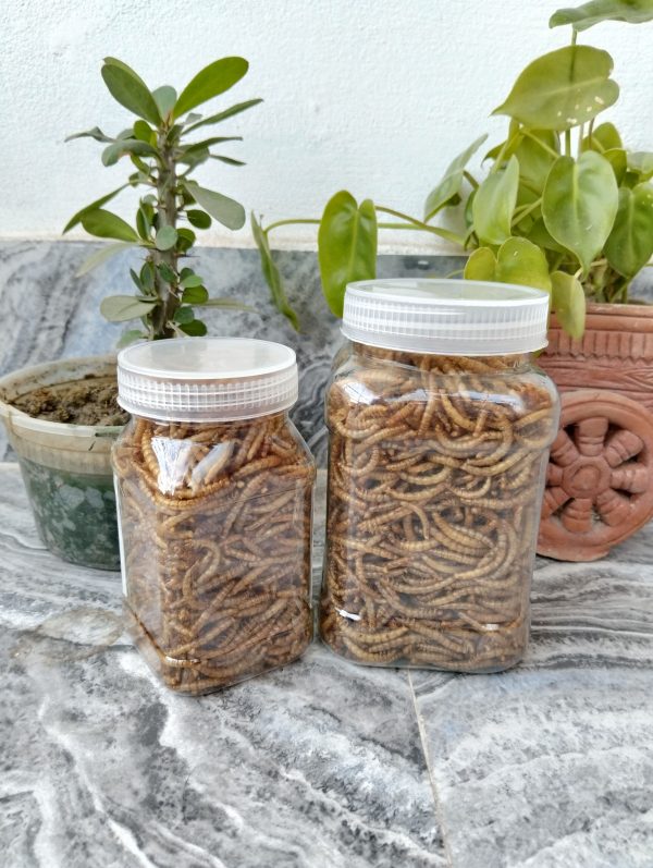 Dried Mealworm ( ড্রাই মিলওয়ার্ম ) - Image 5