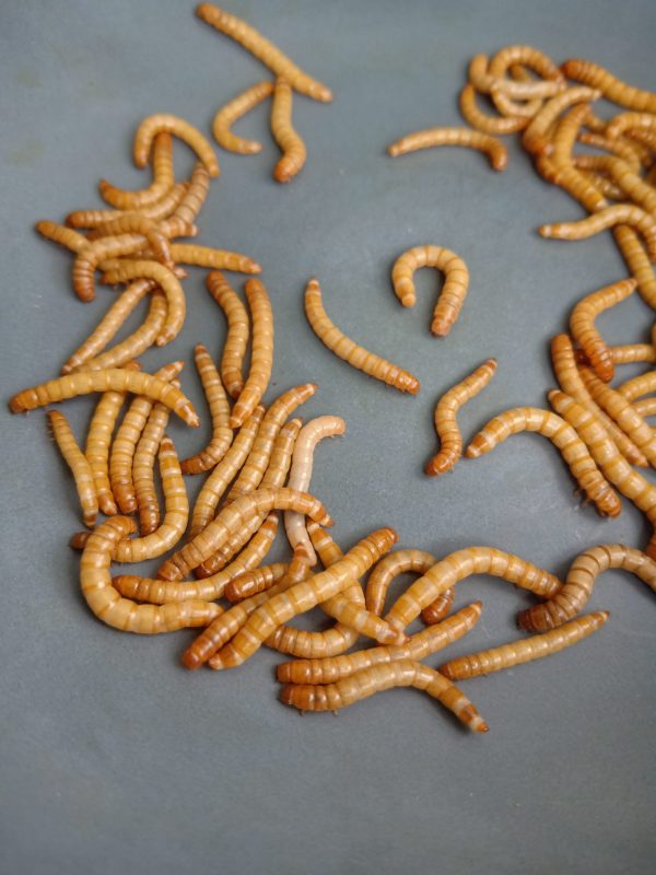 Giant-MealWorm ( জায়েন্ট মিলওয়ার্ম ) - Image 6