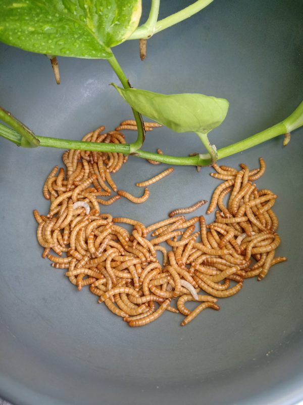 Giant-MealWorm ( জায়েন্ট মিলওয়ার্ম ) - Image 7