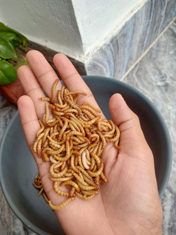 Giant-MealWorm ( জায়েন্ট মিলওয়ার্ম ) - Image 5