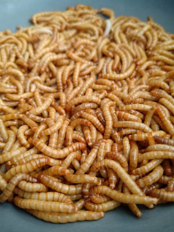 Giant-MealWorm ( জায়েন্ট মিলওয়ার্ম ) - Image 8