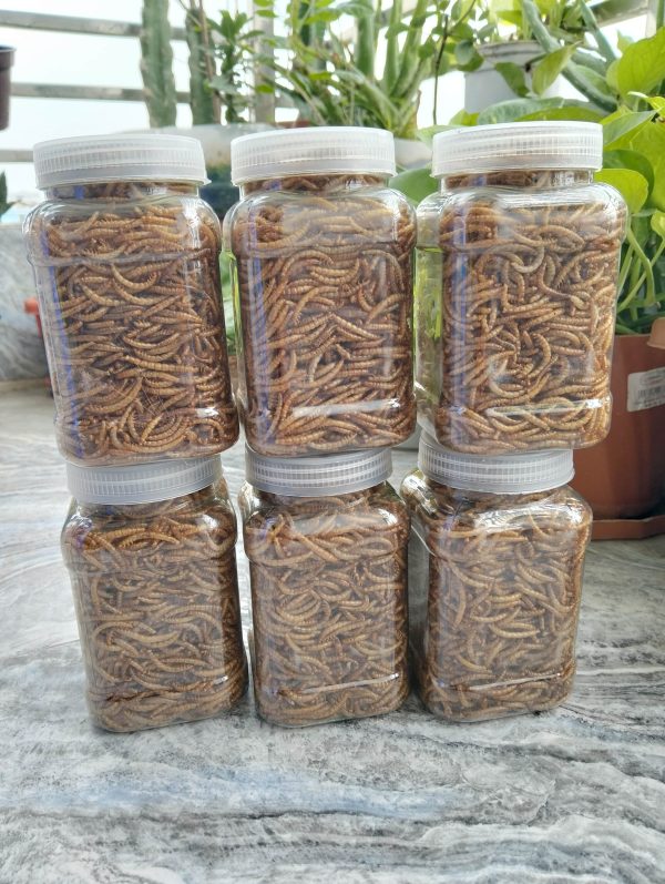 Dried Mealworm ( ড্রাই মিলওয়ার্ম ) - Image 2