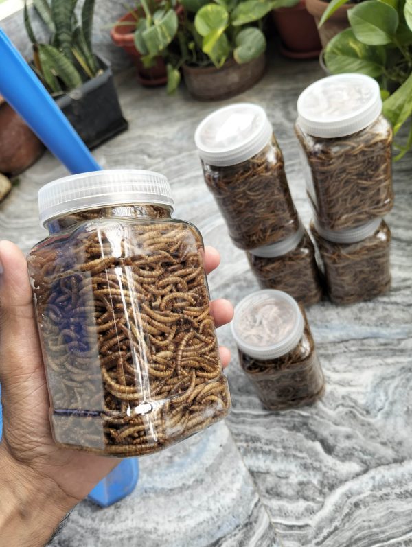 Dried Mealworm ( ড্রাই মিলওয়ার্ম ) - Image 4