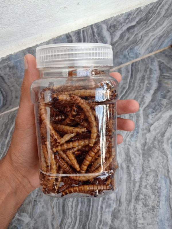 Dried Superworm ( ড্রাই সুপারওয়ার্ম ) - Image 2