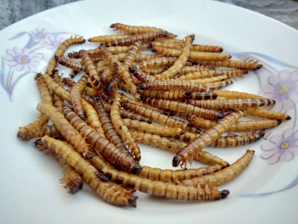 Dried Superworm ( ড্রাই সুপারওয়ার্ম ) - Image 4