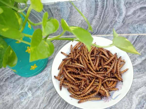 Dried Superworm ( ড্রাই সুপারওয়ার্ম )