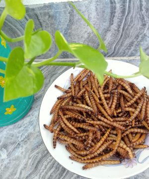 Dried Superworm ( ড্রাই সুপারওয়ার্ম )