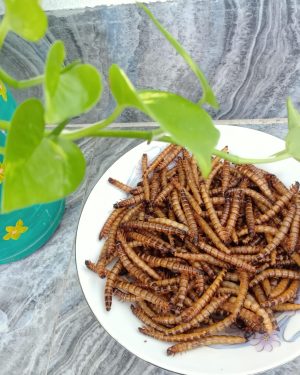 Dried Superworm ( ড্রাই সুপারওয়ার্ম )