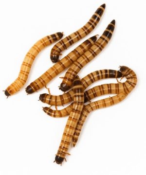 Super-Worm ( বিটল পোকা )