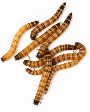 Super-Worm ( বিটল পোকা )