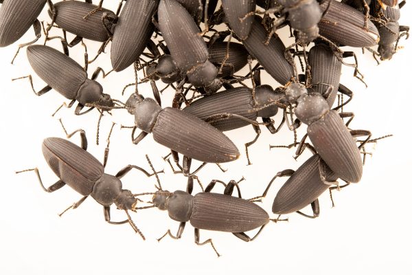 Super Beetle ( সুপার বিটল ) - Image 4