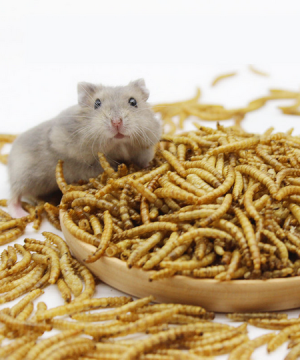 Dried Mealworm ( ড্রাই মিলওয়ার্ম )