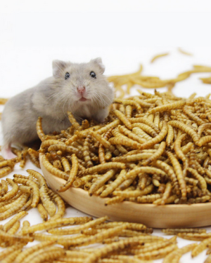 Dried Mealworm ( ড্রাই মিলওয়ার্ম )