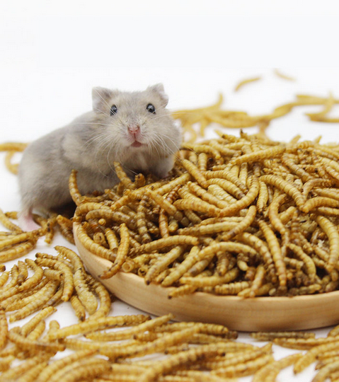 Dried Mealworm ( ড্রাই মিলওয়ার্ম )