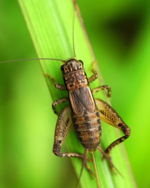 House Cricket ( হাউজ ক্রিকেট )