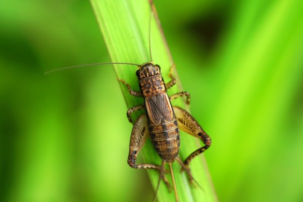 House Cricket ( হাউজ ক্রিকেট )