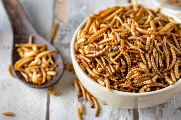 Dried Mealworm ( ড্রাই মিলওয়ার্ম )