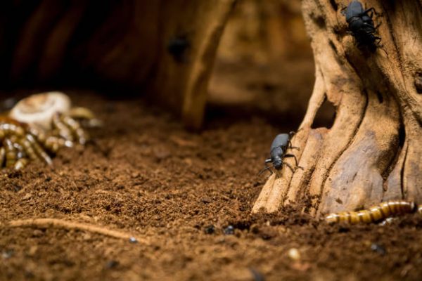 Super Beetle ( সুপার বিটল ) - Image 5