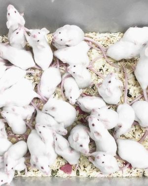 Premium Feeder Mouse