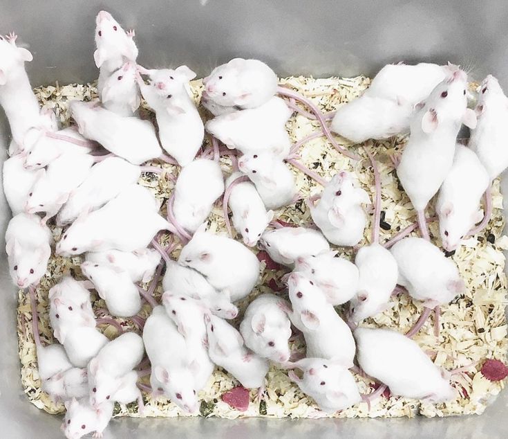 Premium Feeder Mouse