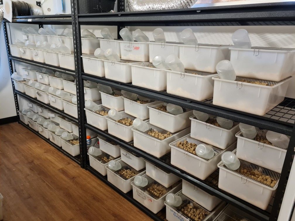 Premium Feeder Mouse - Image 7