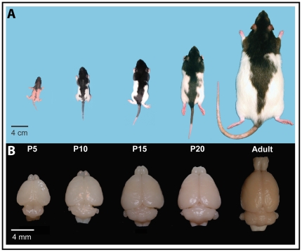 Premium Feeder Mouse - Image 3