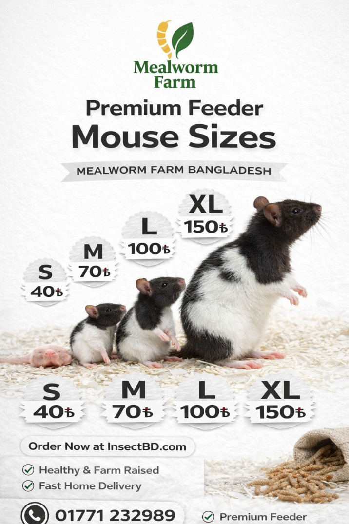 Premium Feeder Mouse - Image 4
