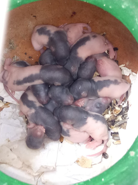 Premium Feeder Mouse - Image 9