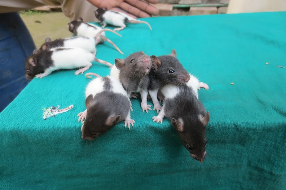 Premium Feeder Mouse - Image 5